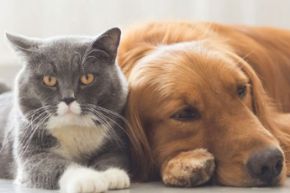 Evcil Hayvan Ürünleri kategorisi için resim